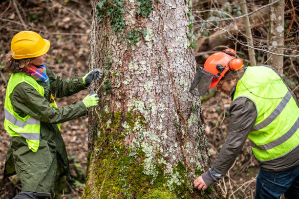 Best Arborist Consultation Services  in Cloquet, MN