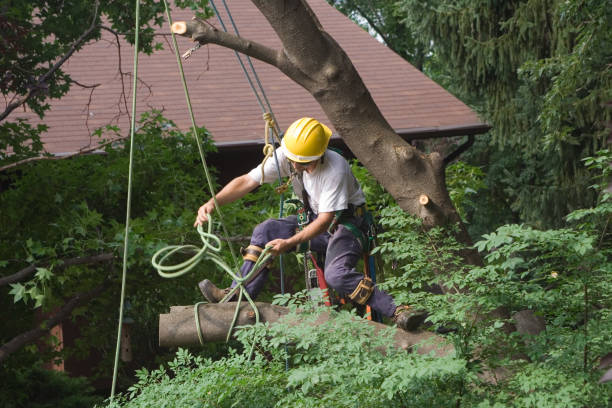 Best Emergency Tree Removal  in Cloquet, MN