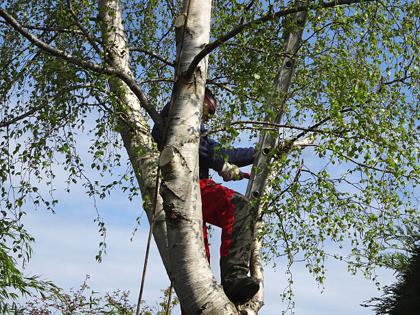 Professional Tree Services in Cloquet, MN